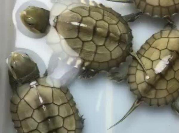 小青龟是什么品种培育出来的？属于深水龟还是浅水龟？