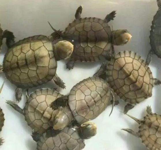 小青龟是什么品种培育出来的？属于深水龟还是浅水龟？