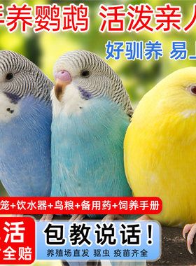 鹦鹉活鸟虎皮鹦鹉鸟类小鸟会学说话的鸟手养宠物小型鹦鹉一公一母