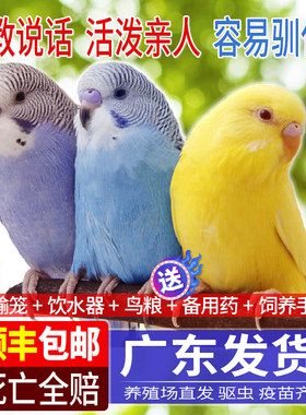 虎皮中小型鹦鹉宠物活鸟幼鸟