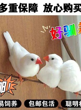 珍珠鸟宠物鸟活物灰白可爱健康灰白珍珠鸟活鸟萌宠物鸟一对小鸟活