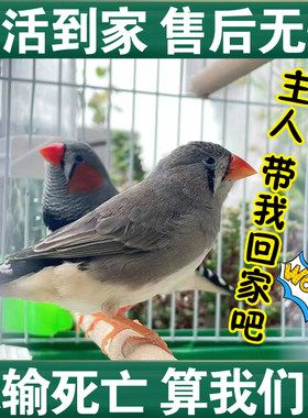 宠物鸟珍珠鸟可繁殖观赏鸟小型可爱小鸟包下蛋运输包活特价可手养