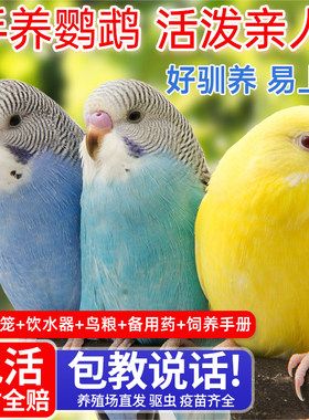 虎皮鹦鹉活鸟会说话的宠物手养鸟