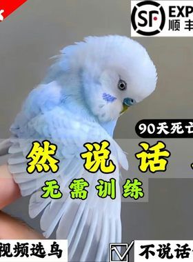 【官方推荐】纯种会说话的鹦鹉