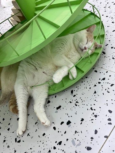尸体上放猫咪尸体也会可爱哭的