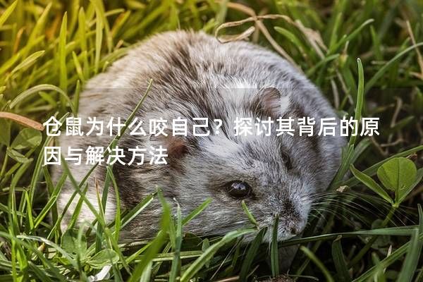仓鼠为什么咬自己？探讨其背后的原因与解决方法