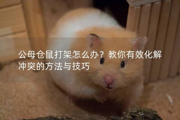 公母仓鼠打架怎么办？教你有效化解冲突的方法与技巧