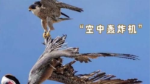 极速爆头！“空中轰炸机”游隼接连击落鹈鹕，真正的空中猛禽！