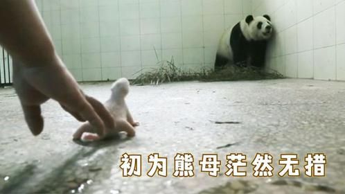 大熊猫第一次见到宝宝，初为熊母茫然无措，接下来憋住别笑