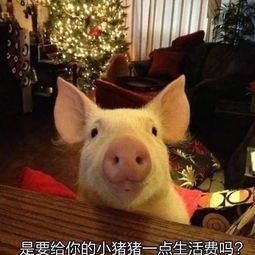 宠物猪养护指南
