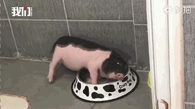 小香猪：宠物界的“迷你猪王”，体重可达50斤！