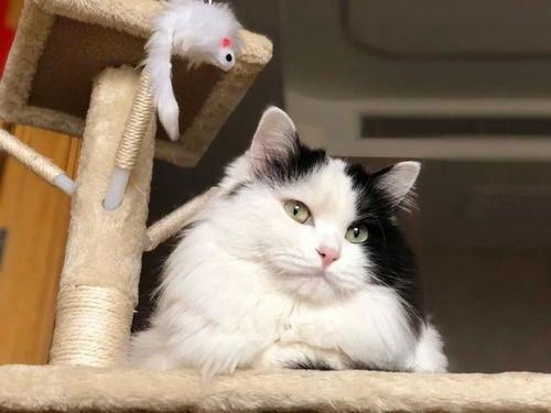 猫咪是否拥有情感，宠物心理探秘。
