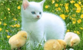 猫咪是否拥有情感，宠物心理探秘。