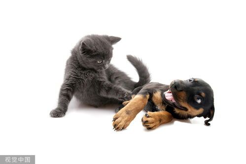 猫狗互动:猫常被狗“欺负”