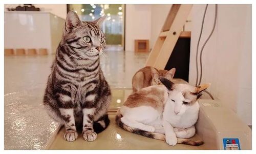 基霸猫:网红宠物界的“猫中霸主”