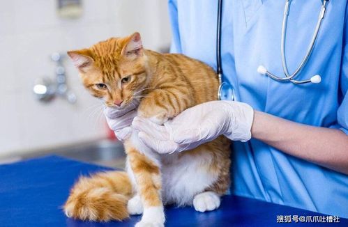 猫性格与主人互动紧密