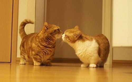 猫性格与主人互动紧密