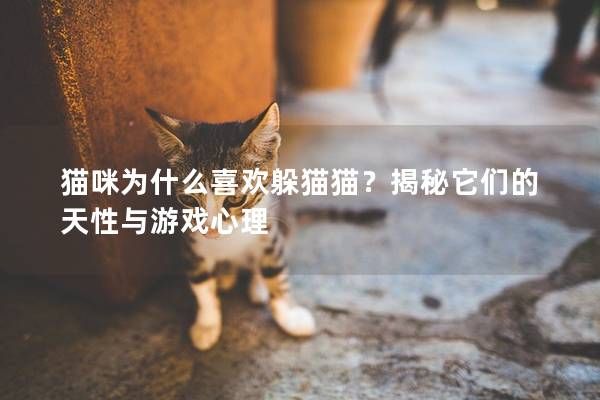 猫咪为什么喜欢躲猫猫？揭秘它们的天性与游戏心理