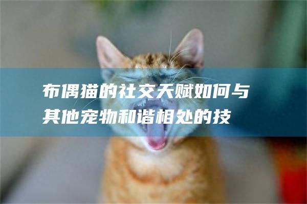 布偶猫的社交天赋如何与其他宠物和谐相处的技
