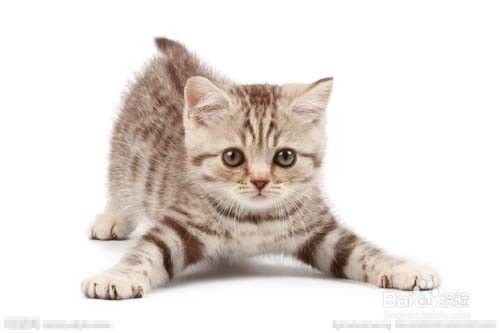 宠物猫,情感丰富,懂你心。