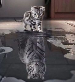 宠物猫,情感丰富,懂你心。