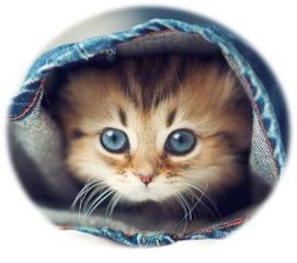 训练小猫社交,从小互动做起。