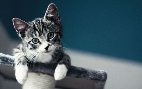 “虎斑猫,宠物界的‘老虎’伴侣”
