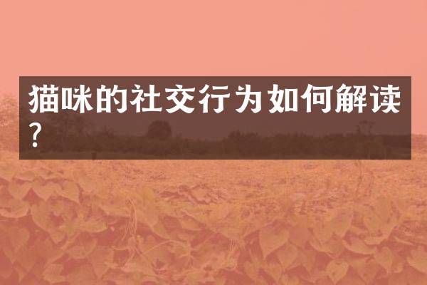 猫咪的社交行为如何解读？