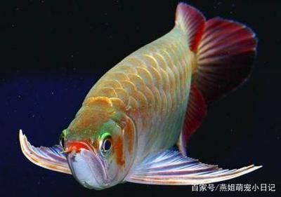 星点金龙鱼市场价格趋势（星点金龙鱼市场价格趋势图表星点金龙鱼市场价格趋势）