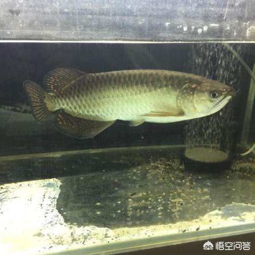 星点金龙鱼市场价格趋势（星点金龙鱼市场价格趋势图表星点金龙鱼市场价格趋势）