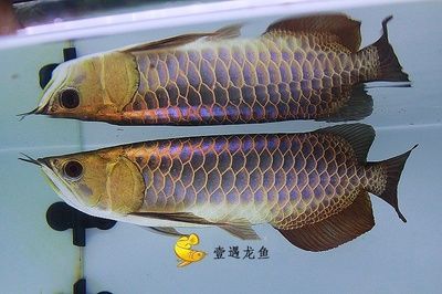 星点金龙鱼市场价格趋势（星点金龙鱼市场价格趋势图表星点金龙鱼市场价格趋势）