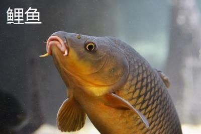 龙凤鲤鱼市场价值:观赏鱼市场价格趋势预测龙凤鲤鱼市场价格趋势预测 龙鱼百科 第4张
