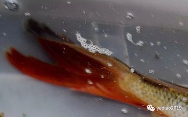 龙凤鲤鱼市场价值:观赏鱼市场价格趋势预测龙凤鲤鱼市场价格趋势预测 龙鱼百科 第5张