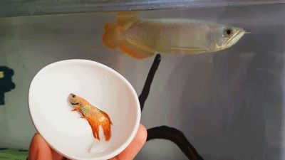 印尼小红龙的市场价格趋势（印尼小红龙鱼市场价格趋势分析印尼小红龙鱼价格趋势）