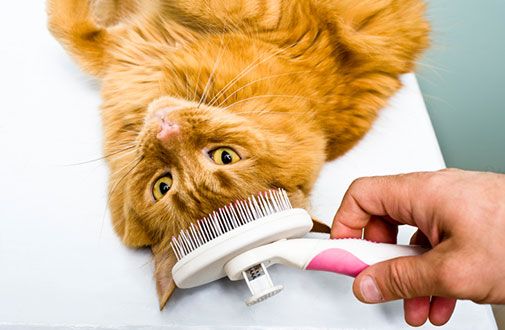 Cat Grooming Tips