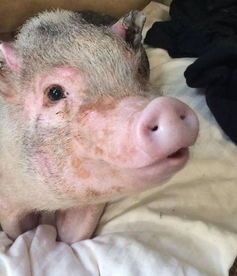 “宠物猪的绿色美食清单”