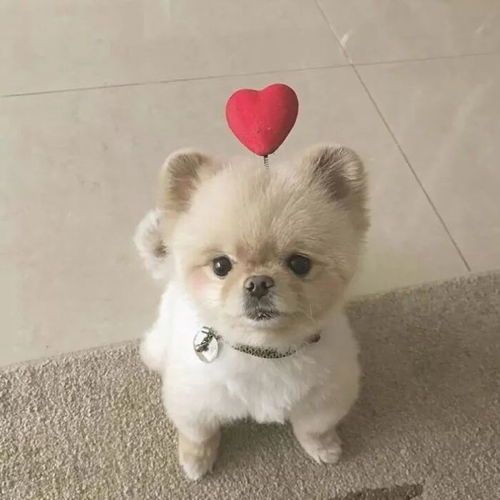 萌宠品种大盘点，萌犬鉴速览！
