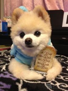 萌宠品种大盘点，萌犬鉴速览！