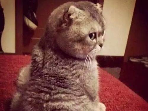 萌宠笔筒，猫咪造型可爱。