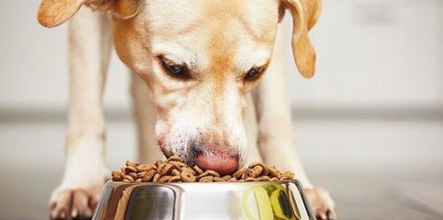 宠物饮食禁忌：盐分过量伤宠物健康