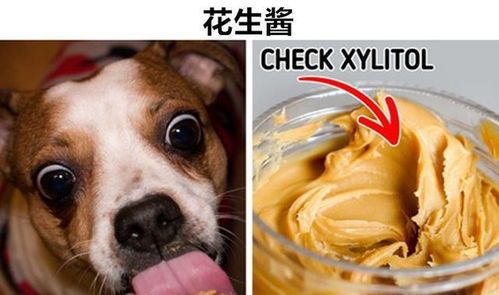 宠物饮食禁忌：盐分过量伤宠物健康