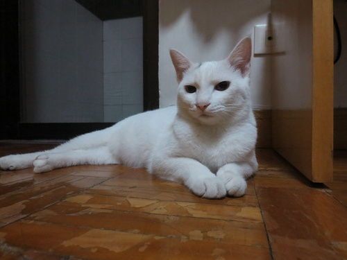 猫咪滴耳药水,轻柔操作,安全用药。