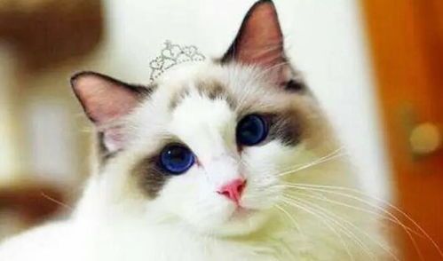 布偶猫：人工培育的宠物猫品种。