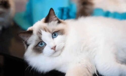 布偶猫：人工培育的宠物猫品种。