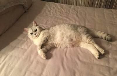 宠物猫怀孕常见症状：食欲增加、腹部膨胀。