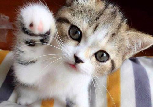 宠物猫怀孕常见症状：食欲增加、腹部膨胀。