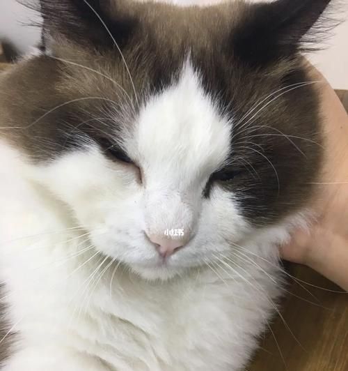 小猫的疾病与治疗（当宠物病了）