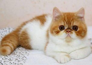 宠物猫养护，日常护理防疾病