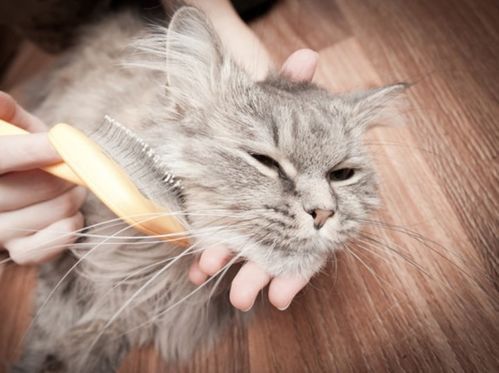 宠物猫养护，日常护理防疾病