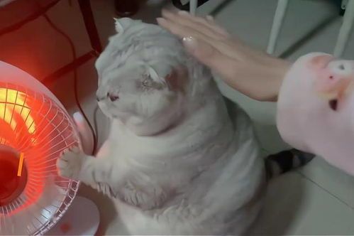 宠物常见疾病,关爱宠物健康。
